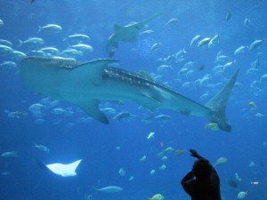 Wahlhai im Georgia Aquarium