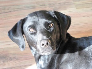 E. (Die schwarze Dalmatinerlady)