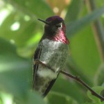 Reaktion e: Öch, ist der niiiedlich! Wie der da hockt! Und die Füßchen in den eingebauten Plüschpantoffeln...