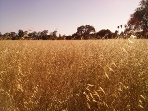 small_2013-06-12 17.39.39