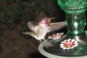 Erwachsenes Annas Hummingbird Männchen