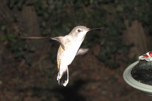 Weibchen, vielleicht Annas Hummingbird, vielleicht Rufous... 