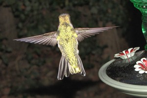 Das Weibchen von hinten